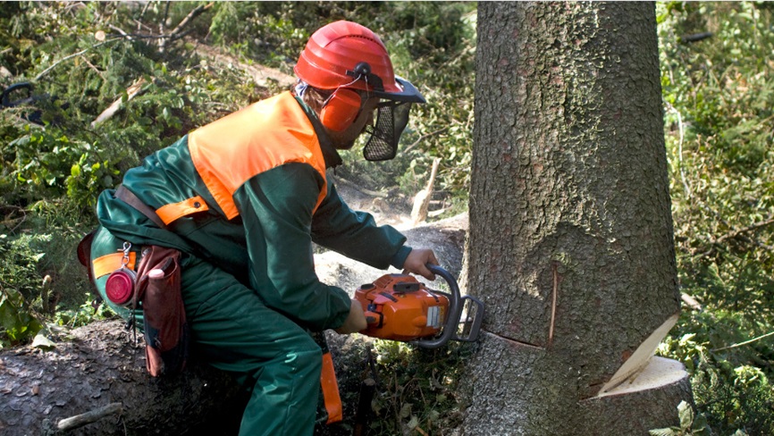 Professional Tree Removal