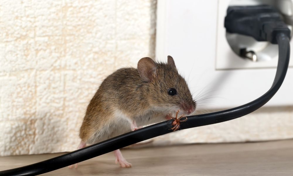 Pest Control Service